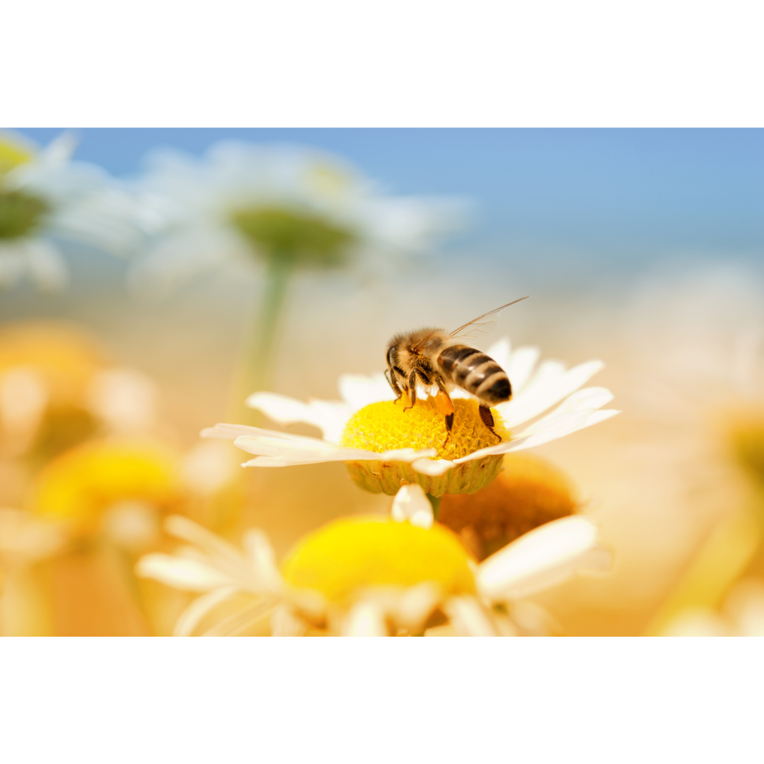 abeille sur fleur de camomille