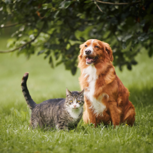 chien et chat